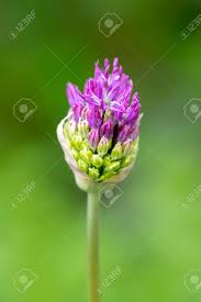 Attēlu rezultāti vaicājumam “Allium holandicum flower”