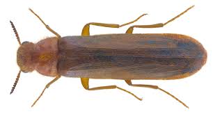 Attēlu rezultāti vaicājumam “Lymexylidae”