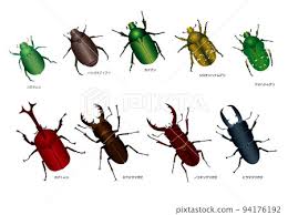 Attēlu rezultāti vaicājumam “Scarabaeidae”