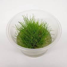 Attēlu rezultāti vaicājumam “Eleocharis acicularis”