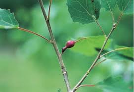 Attēlu rezultāti vaicājumam “Contarinia petioli”