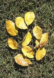 Attēlu rezultāti vaicājumam “Pyrus communis leaf”