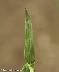 Attēlu rezultāti vaicājumam “Lithospermum officinale”