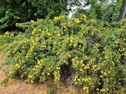Attēlu rezultāti vaicājumam “Rosa glabrifolia”