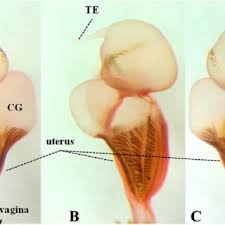 Attēlu rezultāti vaicājumam “Hemicrepidius sp.”