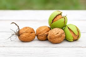 Attēlu rezultāti vaicājumam “Juglans regia fruit”