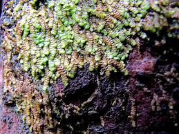 Attēlu rezultāti vaicājumam “Cladopodiella fluitans”