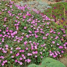 Attēlu rezultāti vaicājumam “Enteridium variabile”