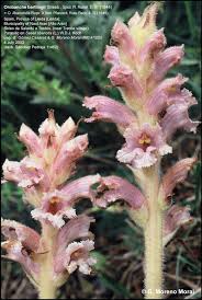 Attēlu rezultāti vaicājumam “Libanotis montana flower”