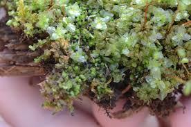 Attēlu rezultāti vaicājumam “Jungermannia leiantha”