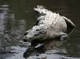 Crocodylus acutus - Wikispecies