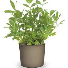 Attēlu rezultāti vaicājumam “Levisticum officinale”