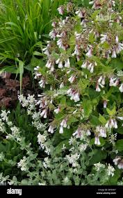 Attēlu rezultāti vaicājumam “Symphytum grandiflorum”