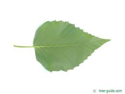 Attēlu rezultāti vaicājumam “Betula humilis leaf”