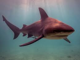 Image result for Carcharhinus leucas