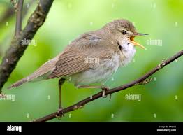 Attēlu rezultāti vaicājumam “Acrocephalus dumetorum”