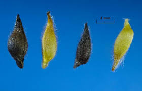 Attēlu rezultāti vaicājumam “Hepatica nobilis fruit”