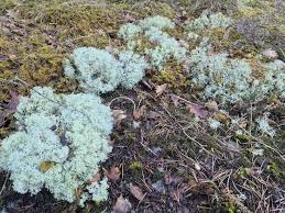 Attēlu rezultāti vaicājumam “Cladonia stellaris”