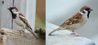 Image result for Passer domesticus