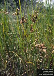 Attēlu rezultāti vaicājumam “Symphytocarpus impexus sessile”