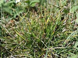 Attēlu rezultāti vaicājumam “Carex ornithopoda”