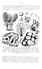 Attēlu rezultāti vaicājumam “Hemitrichia chrysospora”