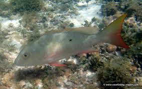 Image result for Lutjanus analis