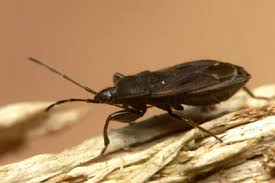 Attēlu rezultāti vaicājumam “Eremocoris plebejus”