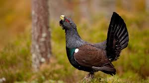 Attēlu rezultāti vaicājumam “Tetrao urogallus male”