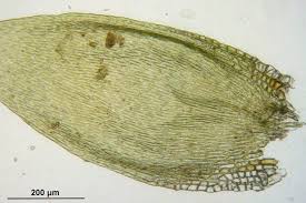 Attēlu rezultāti vaicājumam “Platygyrium repens”