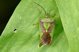 Attēlu rezultāti vaicājumam “Acanthosoma haemorrhoidale imago”