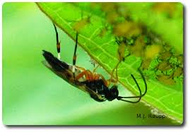 Attēlu rezultāti vaicājumam “Aphididae”