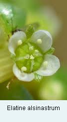 Attēlu rezultāti vaicājumam “Elatinaceae”