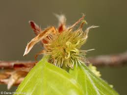 Attēlu rezultāti vaicājumam “Fagus sylvatica flower”