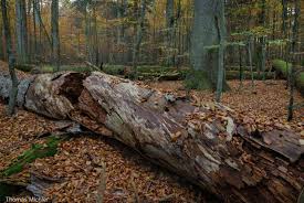 Attēlu rezultāti vaicājumam “Ceruchus chrysomelinus larva”