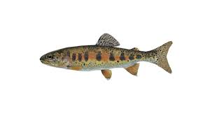 Image result for Salvelinus faroensis