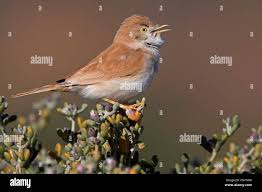 Image result for Sylvia nana