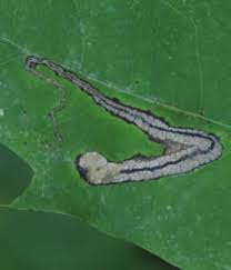 Attēlu rezultāti vaicājumam “Tischeria complanella larva”