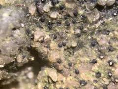 Attēlu rezultāti vaicājumam “Verrucaria hydrela”