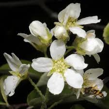 Attēlu rezultāti vaicājumam “Amelanchier spicata flower”