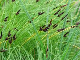 Attēlu rezultāti vaicājumam “Carex montana”