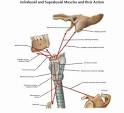 Infrahyoid muscles - Medicalook Human Anatomy organs