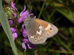 Attēlu rezultāti vaicājumam “Coenonympha tullia underside”