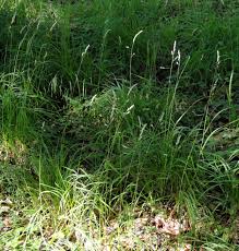 Attēlu rezultāti vaicājumam “Dactylis glomerata subsp. glomerata”