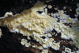 Attēlu rezultāti vaicājumam “Flaviporus citrinellus”