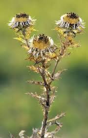 Attēlu rezultāti vaicājumam “Carlina vulgaris”