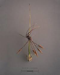 Attēlu rezultāti vaicājumam “Erodium cicutarium fruit”