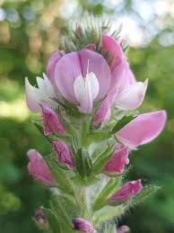 Attēlu rezultāti vaicājumam “Ononis arvensis”