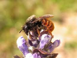 Attēlu rezultāti vaicājumam “Osmia bicolor”