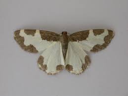 Attēlu rezultāti vaicājumam “Lomaspilis marginata”